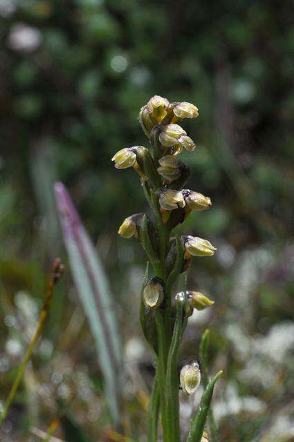 Image de Chamorchis