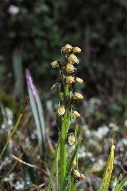 Image de Chamorchis