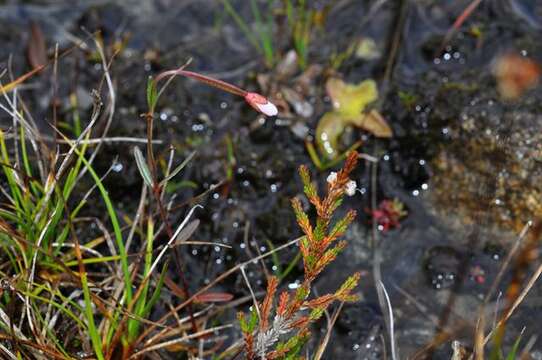 Imagem de Epilobium davuricum Fisch. ex Hornem.