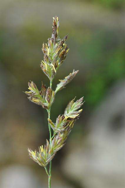 Image of Richardson's fescue