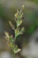 Image of Richardson's fescue