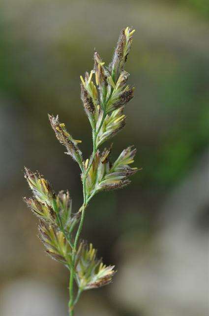 Image of Richardson's fescue