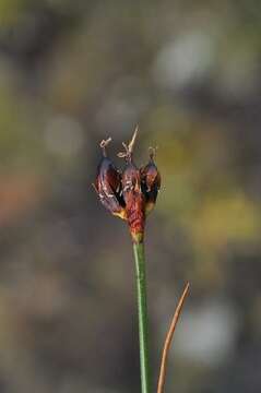 Image of chestnut rush