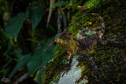 Image of Keeled Helmeted Basilisk