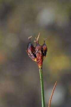 Image of chestnut rush