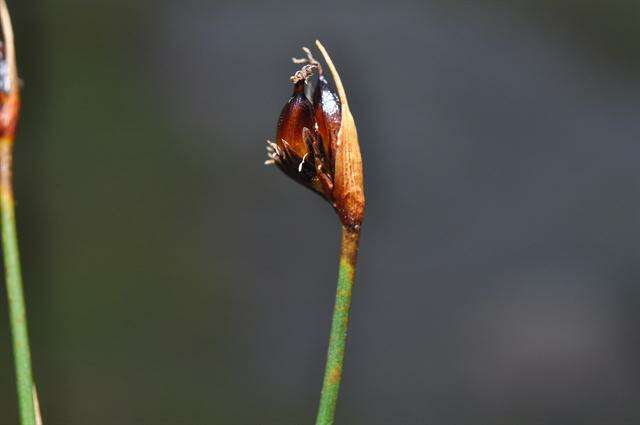 Image of chestnut rush