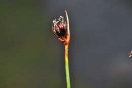 Image de Juncus castaneus Sm.