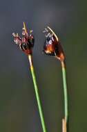 Image de Juncus castaneus Sm.