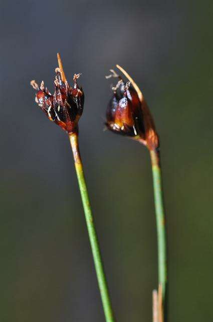 Image of chestnut rush