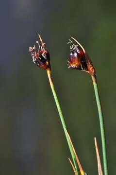 Image of chestnut rush