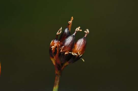 Imagem de Juncus castaneus Sm.