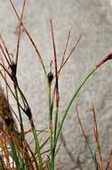 Image de Juncus trifidus L.