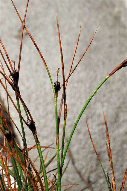 Image de Juncus trifidus L.