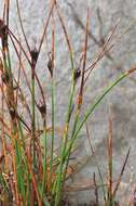 Image de Juncus trifidus L.