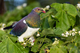 Image of Kererū