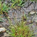 Image of Simple Bog Sedge