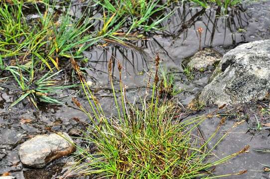 Слика од Carex simpliciuscula Wahlenb.