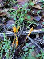 Image of Egg-shell Slime Mould