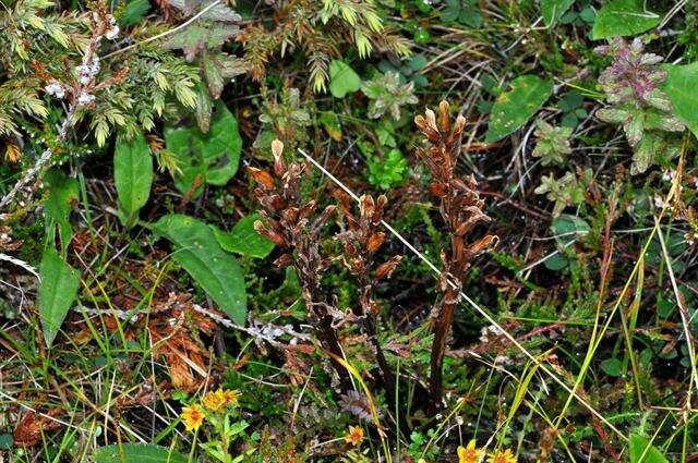 Image of Oeder's lousewort