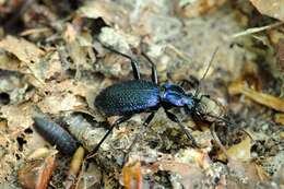 Image of true ground beetle genus