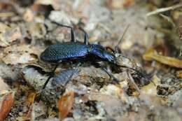 Image de Carabus