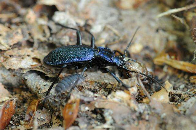 Image of true ground beetle genus