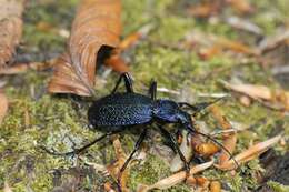 Image de Carabus