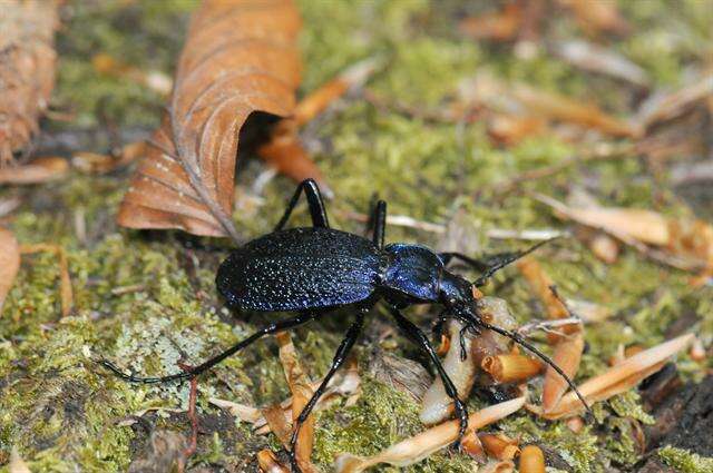 Image of true ground beetle genus