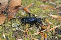 Image de Carabus