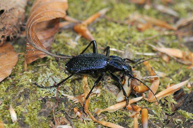 Image of true ground beetle genus