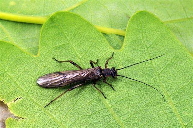 Image of spring stoneflies