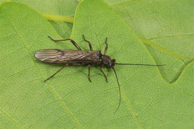 Image of spring stoneflies