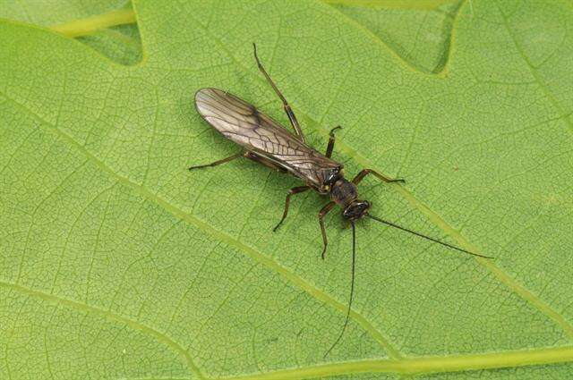 Image of spring stoneflies