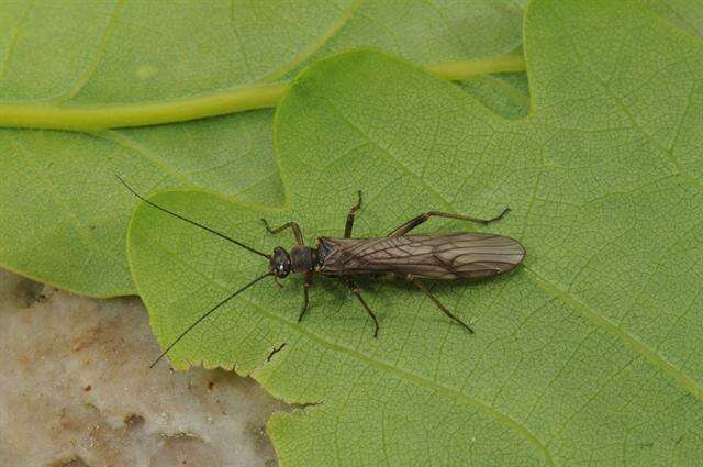 Image of spring stoneflies