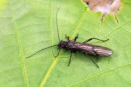 Image of spring stoneflies