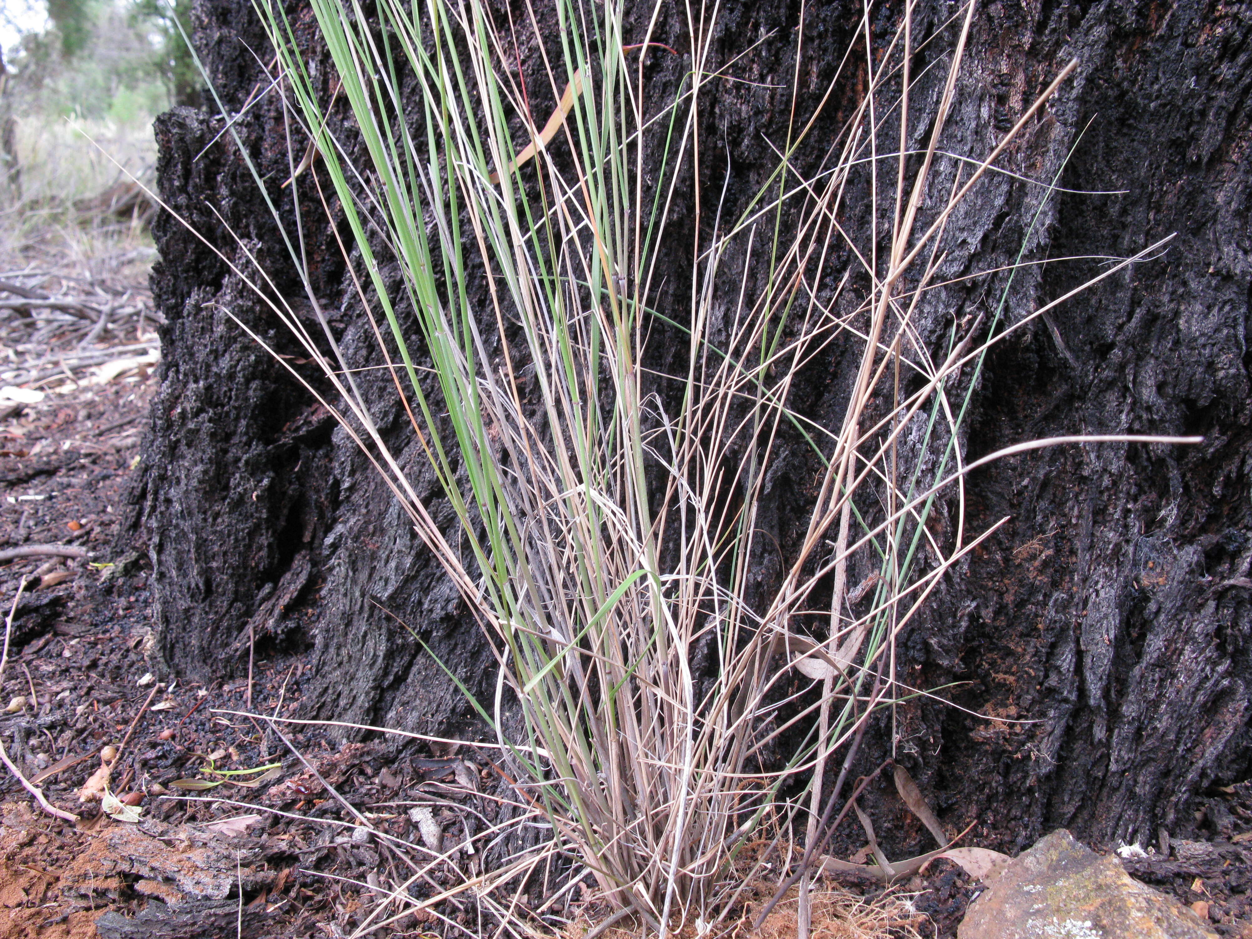 Image of Austrostipa nodosa (S. T. Blake) S. W. L. Jacobs & J. Everett