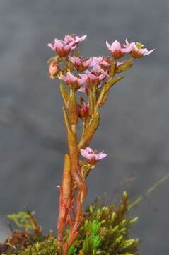 Image of hairy stonecrop