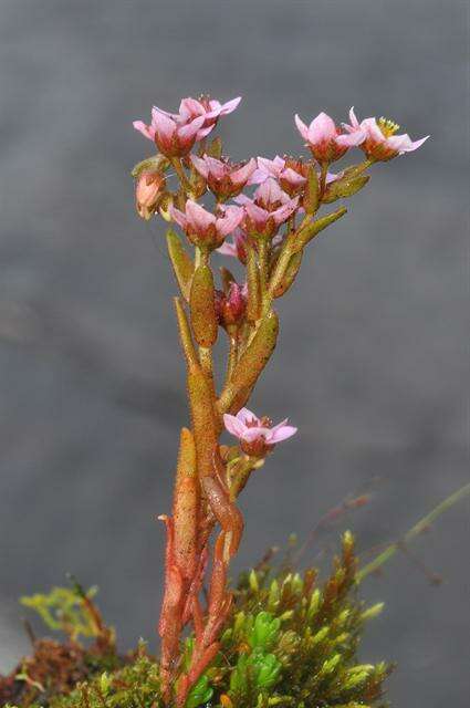 Image of hairy stonecrop