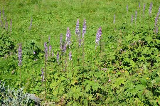 Aconitum septentrionale subsp. septentrionale resmi