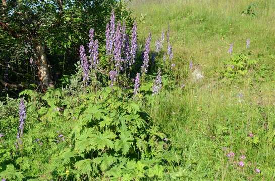 Aconitum septentrionale subsp. septentrionale resmi