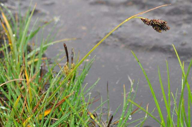 Image of black-spike sedge