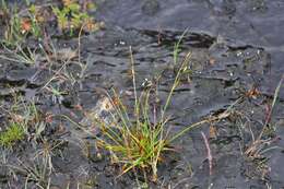 Image of hair-like sedge