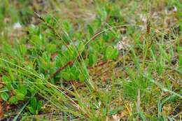 Image of Sheathed sedge