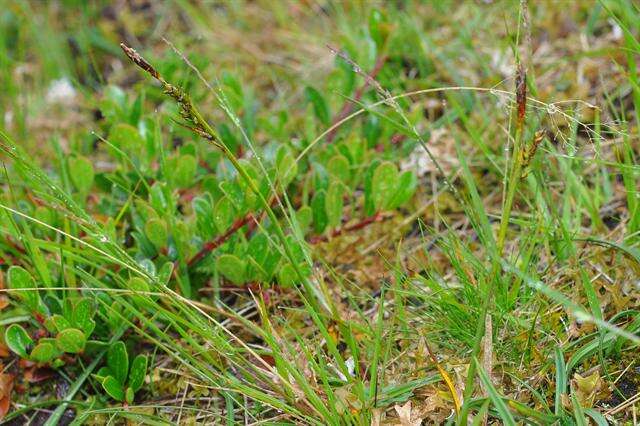 Image of Sheathed sedge