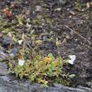 Image of alpine chickweed