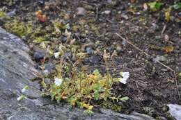 Image of alpine chickweed