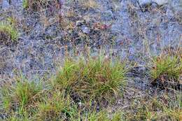 Image of Simple Bog Sedge