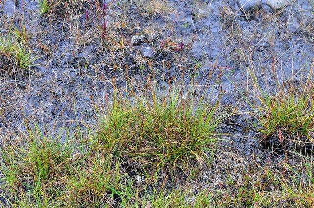 Слика од Carex simpliciuscula Wahlenb.