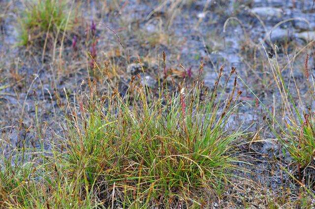 Plancia ëd Carex simpliciuscula Wahlenb.