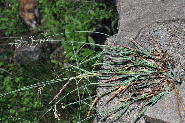 Слика од Poa glauca Vahl